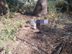 Pria di Kupang Ditemukan Tewas, Diduga Jatuh dari Pohon Saat Mencari Kayu Bakar